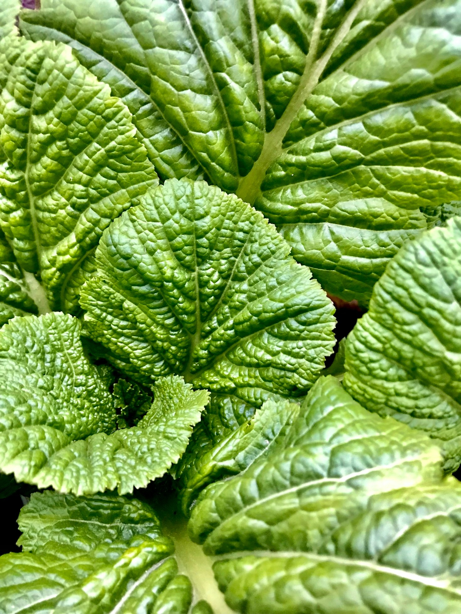 5 fejl at undgå, når du dyrker mikrogrønt